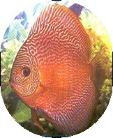 Red Snakeskin Discus Fish For Sale - 2 inch